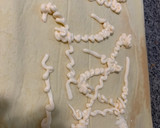 Foto del paso 6 de la receta: Brazo de gitano de salmón exprés