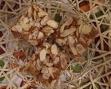 Körtés-bögrés süti recept fázis 6 fotója