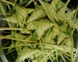Gambar langkah 7 resipi Ketupat Palas Lemak Versi kelantan.