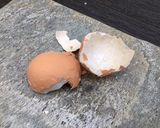 A picture of step 3 of Trick: How to peel a hard boiled egg.