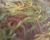 Foto del paso 4 de la receta: Tallarines de colores, tres variedad🍝🥕🥬