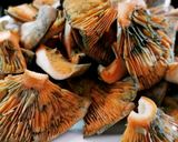 Foto del paso 5 de la receta Conejo a la cerveza con rovellons