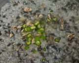A picture of step 1 of Rice Urad Dal Khichadi.