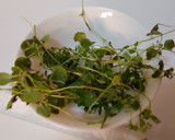 Foto del paso 9 de la receta: Burritos Mediterráneo