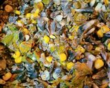Foto del paso 5 de la receta: Huitlacoche con flor de calabaza (La Bella y la Bestia)