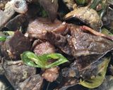 Foto langkah ke 4 dari resep Paru Goreng Cabe Ijo.