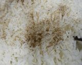A picture of step 3 of Basil pesto Rice.