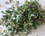 Foto del paso 1 de la receta: Gatuzo al ajo y limón