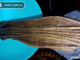 رفيس بطريقة احترافية مع سر بقائه طري لأطول مدة ممكنة