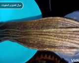 صورة لخطوة 1 من وصفة رفيس بطريقة احترافية مع سر بقائه طري لأطول مدة ممكنة