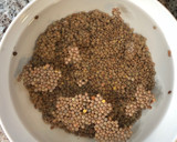 Foto del paso 1 de la receta: Lentejas de la abuela con Mambo