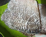 Foto langkah ke 1 dari resep Ikan Gurame Fillet Bumbu Kuning.