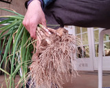 Foto del paso 1 de la receta: Revuelto de ajetes