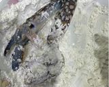 Gambar langkah 1 resipi Ketam Buttermilk Telur Masin.