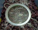 Foto langkah ke 6 dari resep 1009. Tape Ketan Mix Hitam+Putih ala Ibu (manis tanpa gula dan berair banyak).