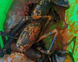 Gambar langkah 1 resipi Udang Galah Goreng Kunyit Paprika.