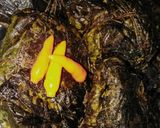 লাউ পাতায় ডিমের পাতুরি lau patay dimer paturi recipe in Bengali ) রেসিপির ধাপ 7 ছবি