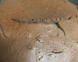 Foto del paso 5 de la receta: Bizcocho chocolate con robot (Lidl) Monsieur Cuisine plus