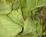 A picture of step 5 of Miyan taushe (groundnut soup).