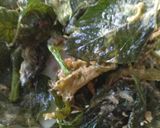 Foto langkah ke 3 dari resep Kripik bayam chrancy Kriuukk.