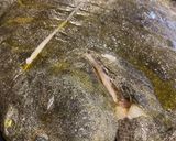 Foto del paso 2 de la receta: Rodaballo al horno en salsa