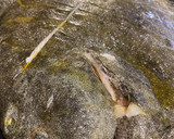 Foto del paso 2 de la receta: Rodaballo al horno en salsa