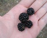 Foto del paso 1 de la receta: Mermelada de Moras para diabéticos