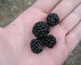 Foto del paso 1 de la receta: Mermelada de Moras para diabéticos