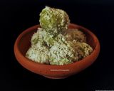 A picture of step 7 of Avocado Ladoo.