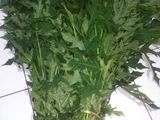 Oseng² Daun pepaya praktis Dan enak