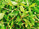 Canh Hàu Nấu Rau Răm