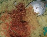 Foto del paso 2 de la receta: Hamburguesitas de arvejas (opcional. vegana)