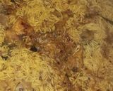 A picture of step 16 of Degi chicken biryani 🍗🥬🌶.