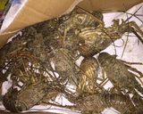 Foto langkah ke 1 dari resep Lobster saos Padang.