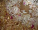 A picture of step 2 of Malabar Kozhi Pidi (rice dumplings in soupy chicken curry).