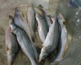 A picture of step 1 of Gangetic Mystus curry.