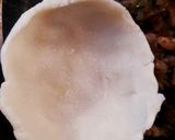 A picture of step 7 of Steamed Rice ball stuffed with twisted pasta.