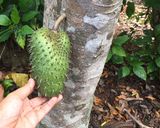 Hình bước làm 1 của món Mãng cầu Tây dầm