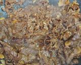 Foto langkah ke 4 dari resep 101. Beef Bulgogi.
