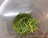Foto del passaggio 5 della ricetta Fagottini al Missoltini con Pesto di Menta e Finocchietto