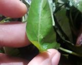 A picture of step 1 of Water Spinach Stir fry(Kalmi ka saag).