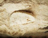 Foto del paso 4 de la receta: Milanesa de berenjena rellena de queso camembert
