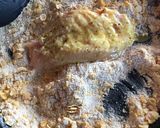 Foto del paso 4 de la receta: Milanesa de pollo con guarnición 👌