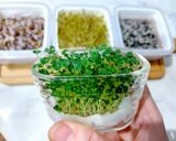 苜蓿芽沙拉/芽菜沙拉/與孩子一起享受種植樂趣與收成😊的食譜步驟3照片