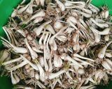 Hình bước làm 1 của món Dưa kiệu