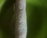 Foto langkah ke 7 dari resep Egg roll ala hokben.