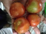 पालक (Palak recipe in Hindi)