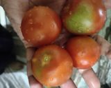 पालक (Palak recipe in Hindi) रेसिपी चरण 2 फोटो