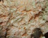 Foto del paso 4 de la receta: Torta de zanahoria