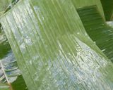 Foto langkah ke 8 dari resep 050. Botok Tahu Udang Kemangi.